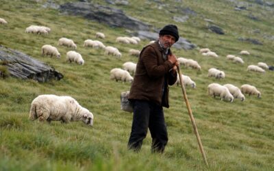 Mii de crescători de ovine și caprine protestează în București din cauza blocării exporturilor