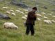 Mii de crescători de ovine și caprine protestează în București din cauza blocării exporturilor
