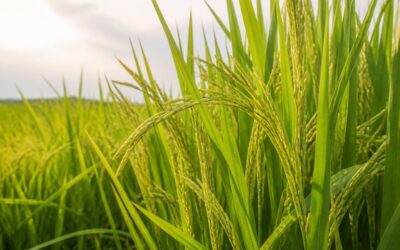 O nouă tehnică de editare genetică a crescut recolta de orez cu 25% în teste