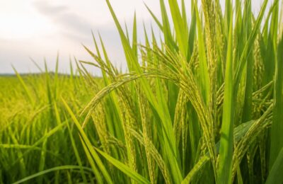 O nouă tehnică de editare genetică a crescut recolta de orez cu 25% în teste