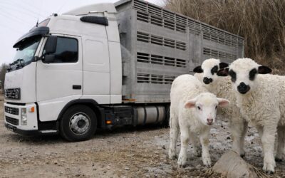 ANSVSA intensifică controalele rutiere după ce 41 de miei dintr-un lot ilegal au dispărut în Alba