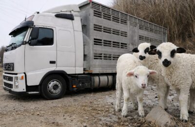 ANSVSA intensifică controalele rutiere după ce 41 de miei dintr-un lot ilegal au dispărut în Alba
