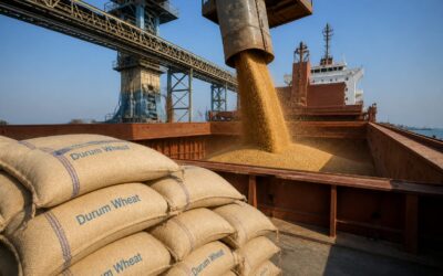 India reia exporturile de grâu după o recoltă record de 120,6 milioane de tone
