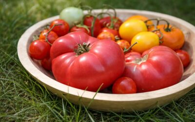 Lucrări esențiale la tomate în luna august pentru a prelungi recolta și a coace fructele verzi