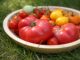 Lucrări esențiale la tomate în luna august pentru a prelungi recolta și a coace fructele verzi