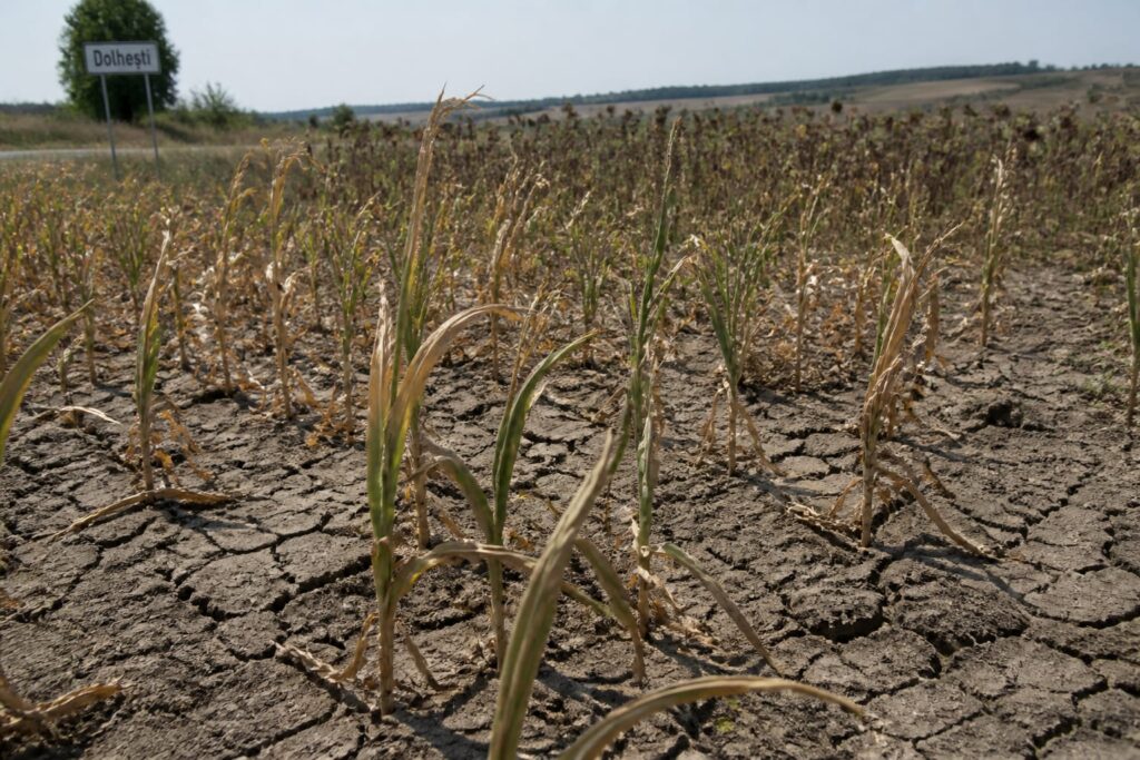 Seceta a produs primele pagube raportate în Iași pe aproape 1.000 de hectare
