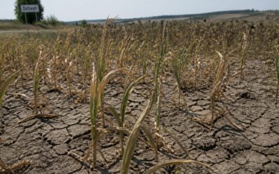 Seceta a produs primele pagube raportate în Iași pe aproape 1.000 de hectare