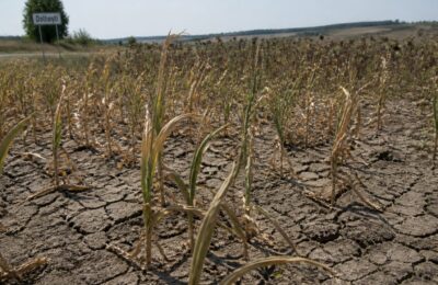 Seceta a produs primele pagube raportate în Iași pe aproape 1.000 de hectare