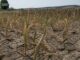 Seceta a produs primele pagube raportate în Iași pe aproape 1.000 de hectare