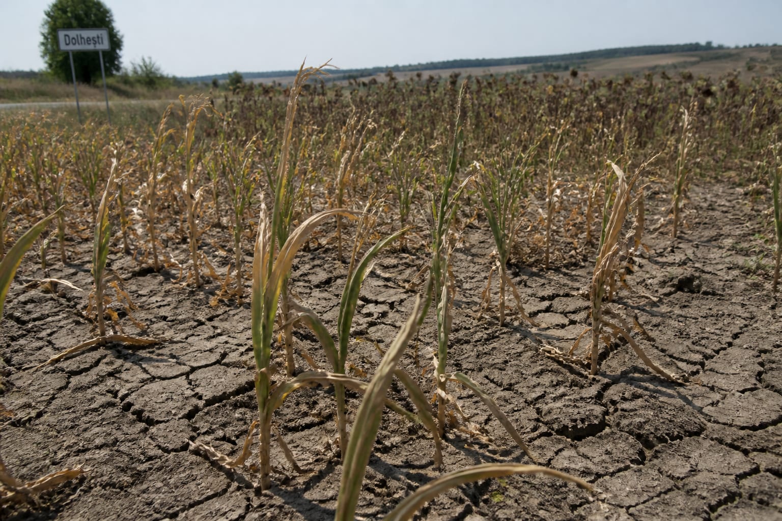 Seceta a produs primele pagube raportate în Iași pe aproape 1.000 de hectare