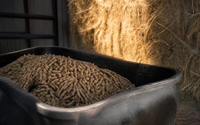 Sprijin de 68 de euro pe bovină aprobat de Parlament pentru fermieri