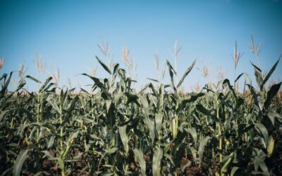 Biocombustibilii ar putea necesita încă 36 de milioane de hectare până în 2030