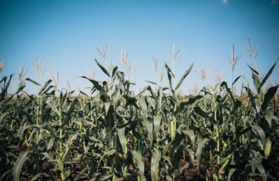Biocombustibilii ar putea necesita încă 36 de milioane de hectare până în 2030
