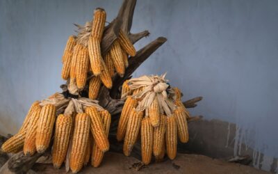 Fermierii din Iași pot primi până la 333 de lei/ha pentru seceta din 2025, până la 31 decembrie 2026