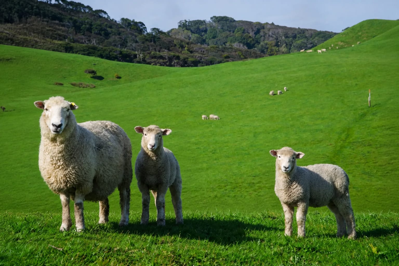 Ovine pentru export