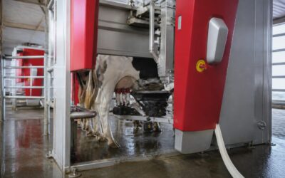 Fermă automatizată de 2 milioane de euro pentru 150 de capete în Lespezi