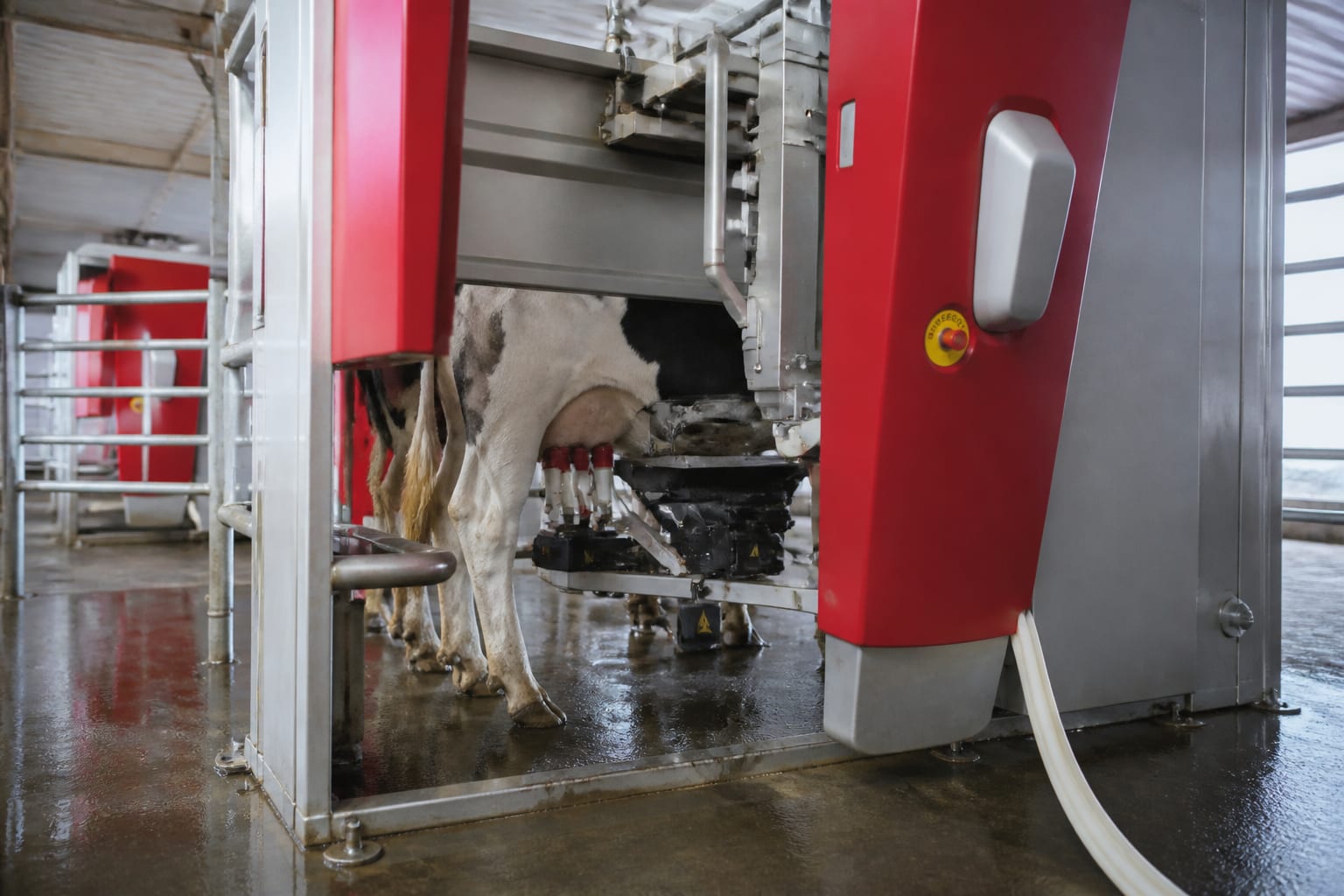 Fermă automatizată de 2 milioane de euro pentru 150 de capete în Lespezi