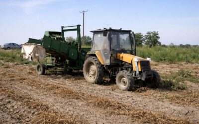 Producția de cartofi a României poate depăși 1.500.000 de tone, dar importurile rămân ridicate