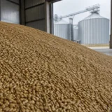 Stocuri de cereale depozitate în condiții industriale înainte de export