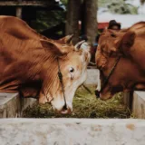 Bovine hrănindu-se la o iesle într-o gospodărie sau fermă