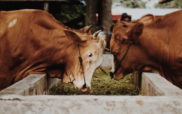 Bovine hrănindu-se la o iesle într-o gospodărie sau fermă