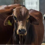 Ajutor bovine 2026