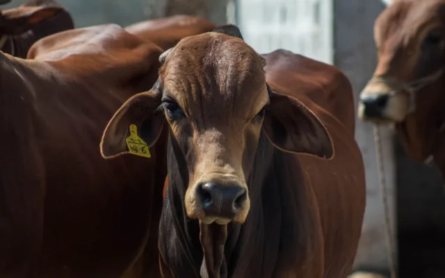 Ajutor bovine 2026