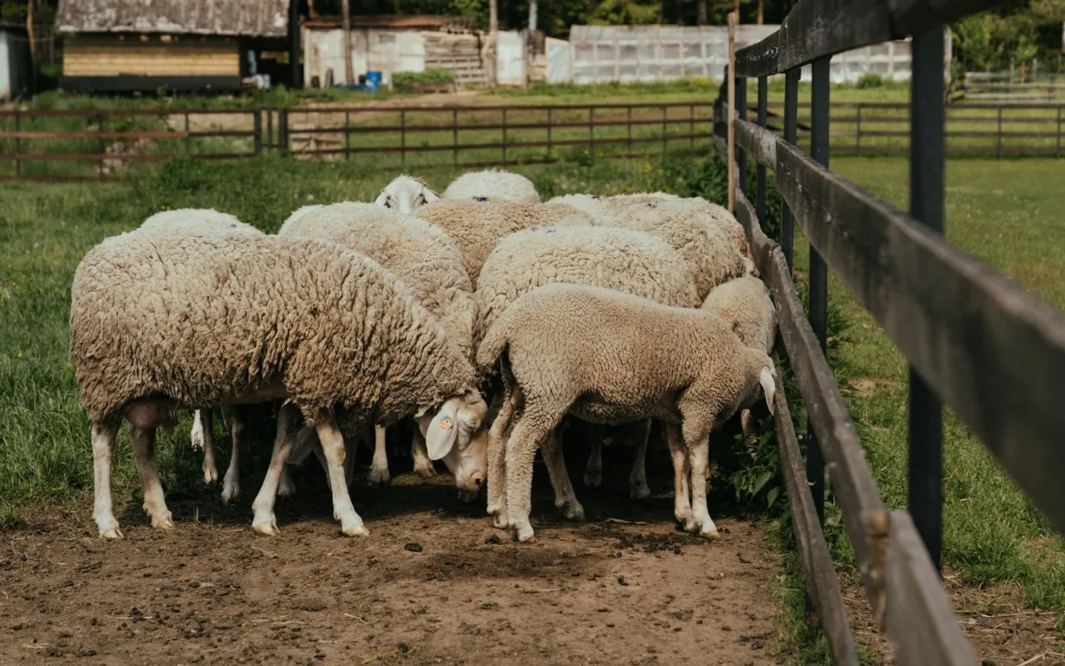 Oi într-o fermă de animale
