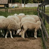 Oi într-o fermă de animale