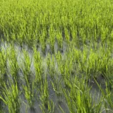 O cultură de orez tânăr, verde, plantată în apă