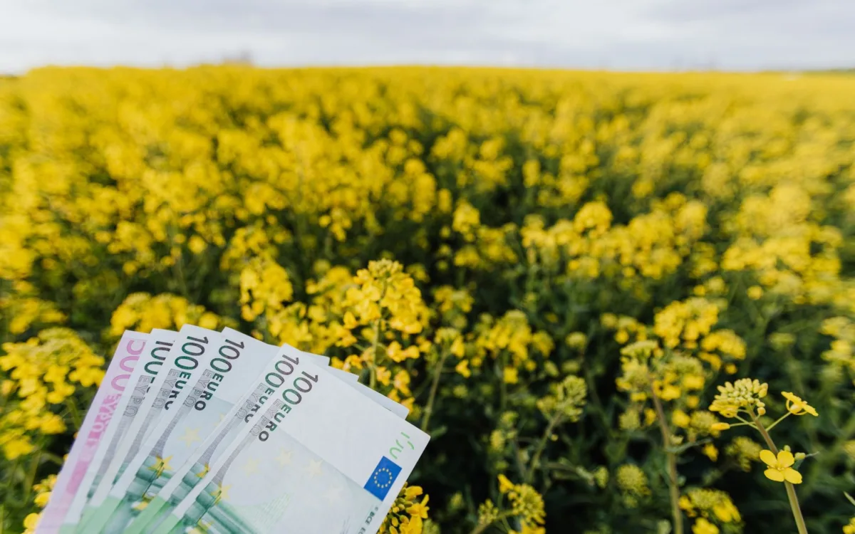 Bancnote euro într-un lan agricol