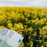 Bancnote euro într-un lan agricol