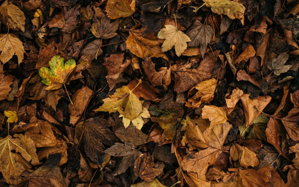 Compostarea resturilor vegetale înaintea iernii