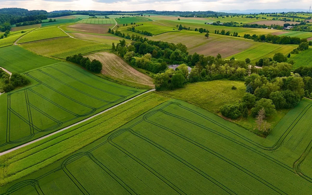 Terenuri agricole vizate de arendă