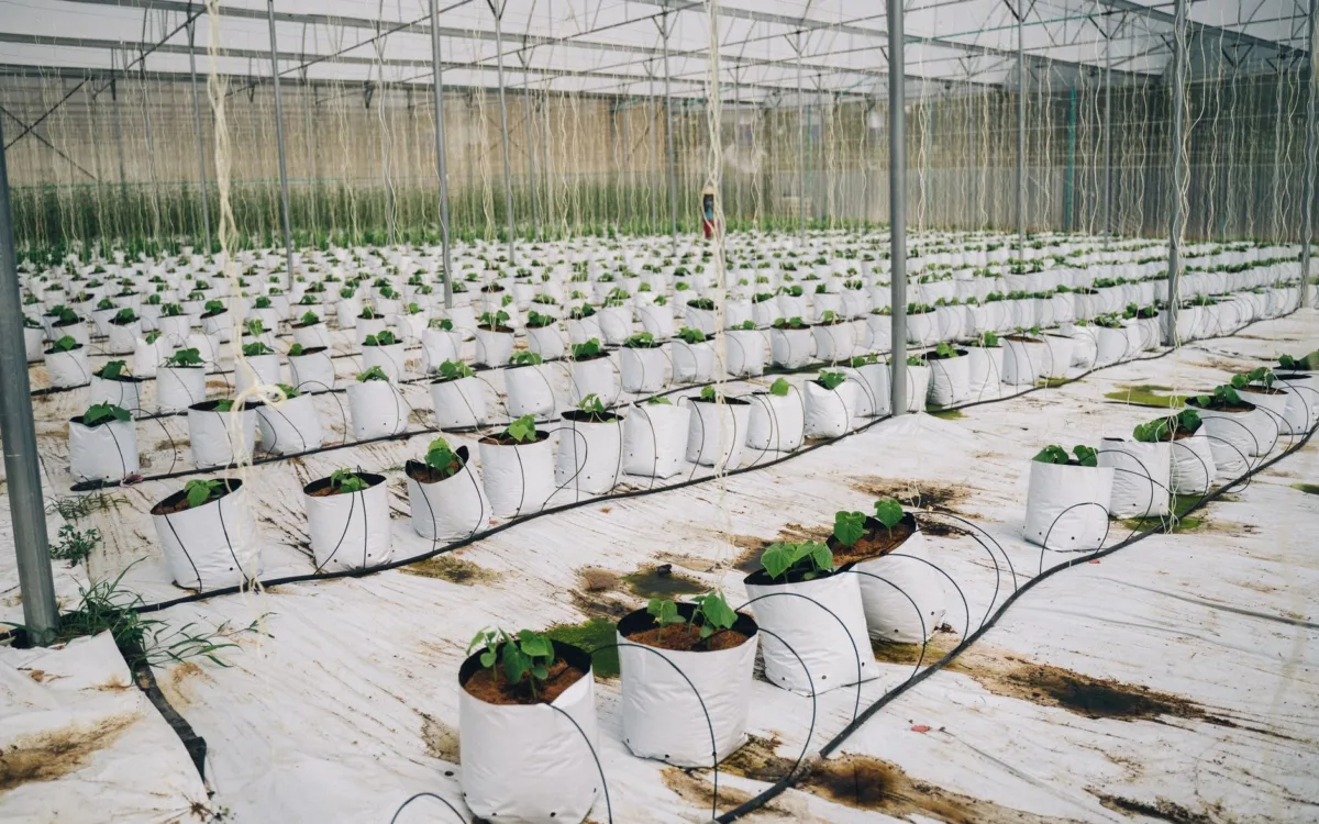 Costuri culturi agricole în sere