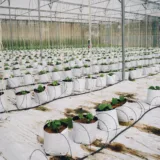 Costuri culturi agricole în sere