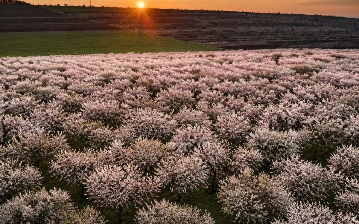 Panoramic cu o cultură de migdali