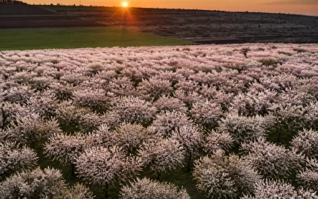 Panoramic cu o cultură de migdali