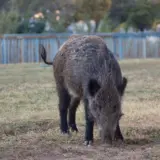 Mistreț căutând hrană în iarbă