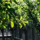 Distanța copacilor față de hotar