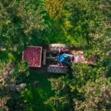 Recoltarea merelor cu un tractor