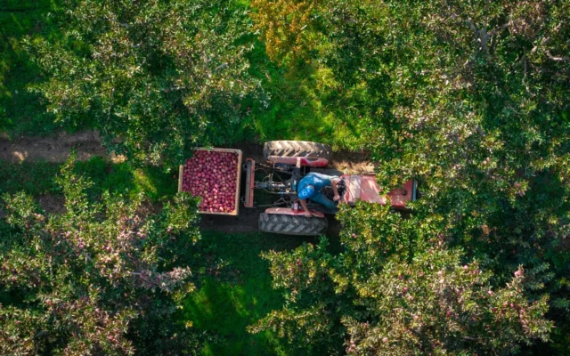 Recoltarea merelor cu un tractor