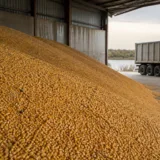 Stocuri de cereale pentru export