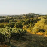 Finanțare investiții vitivinicole