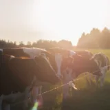 Vaci lângă un gard electric