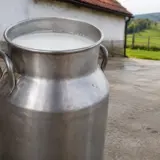 Bidon metalic cu lapte ecologic certificat