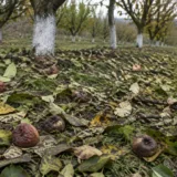 Lucrări de toamnă în livadă