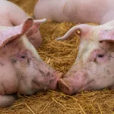 Porci afectați de pesta porcină africană