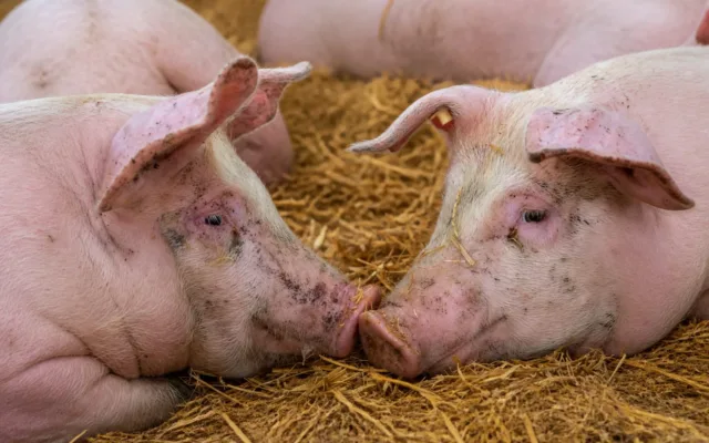 Porci afectați de pesta porcină africană