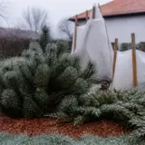 Plante rezistente la frig în grădină